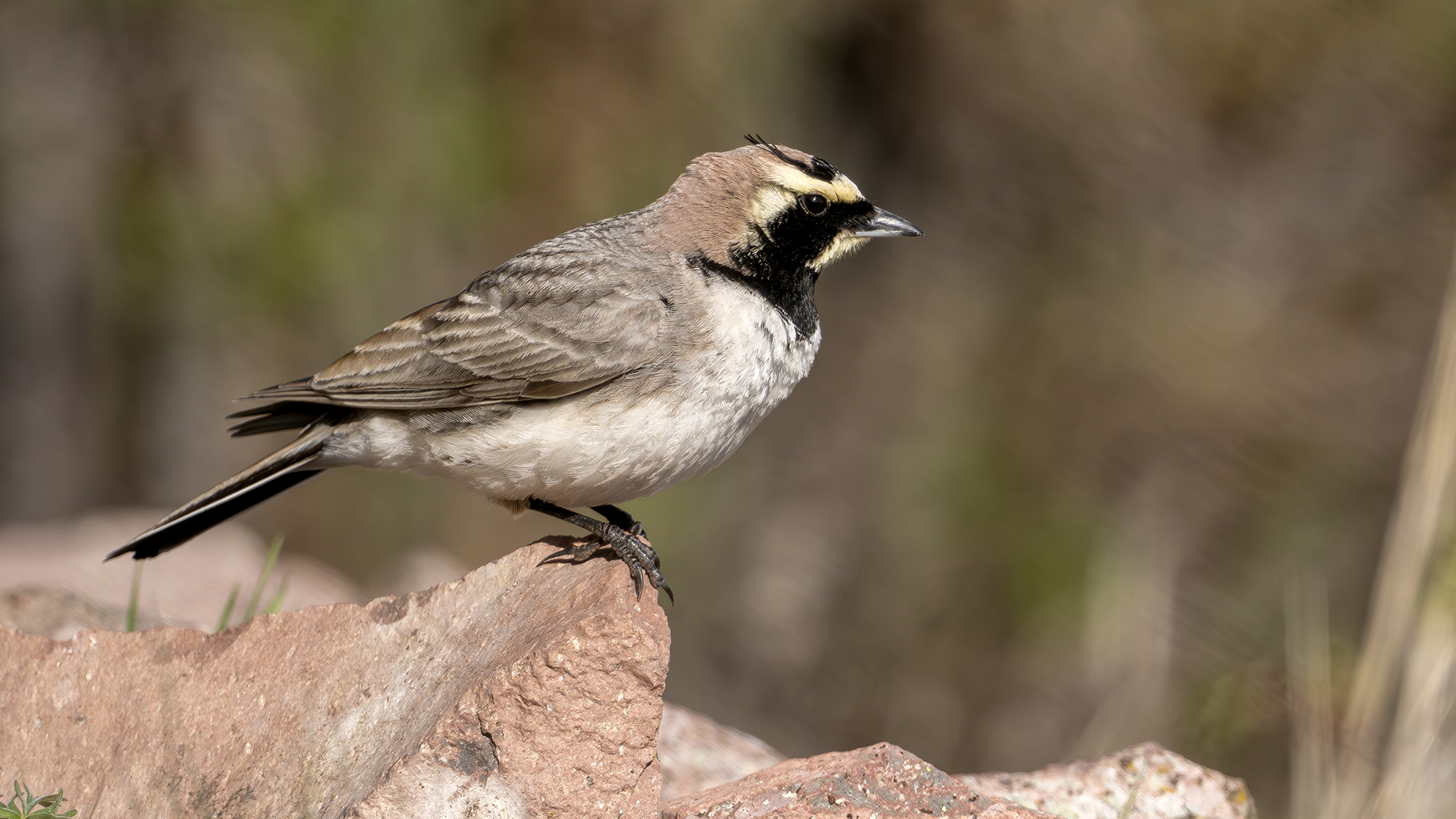 Horned Lark